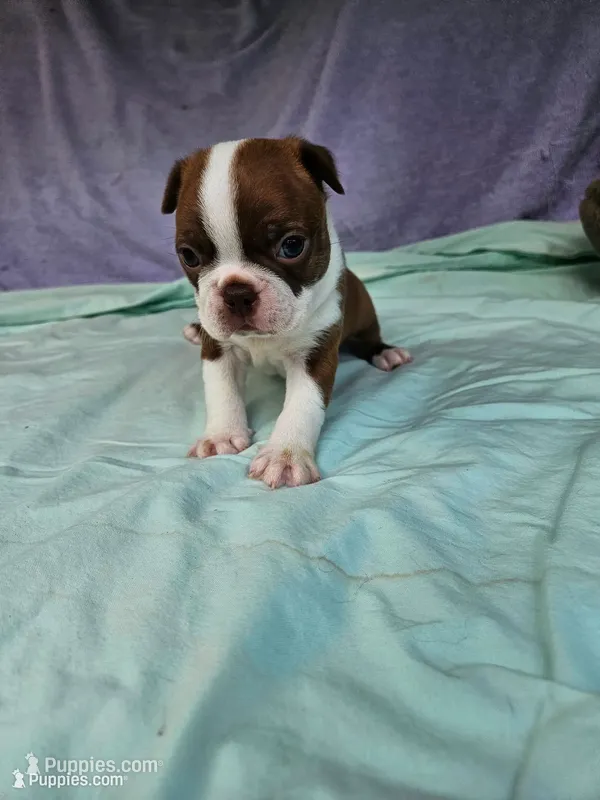 Red  – Boston Terrier puppy for sale in Oneida, NY