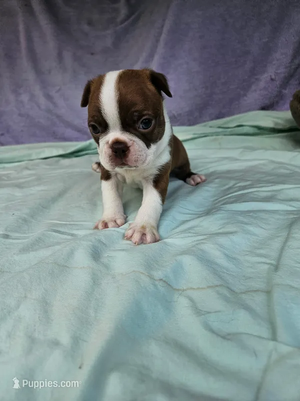Red  – Boston Terrier puppy for sale in Oneida, NY