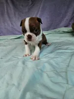 Red , a male Boston Terrier for sale in Oneida, NY – 1 of 3