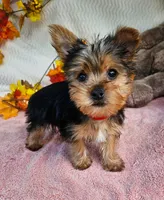 Jake, a male Yorkshire Terrier for sale in Oneida, NY – 3 of 3