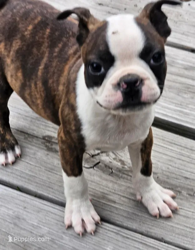 Joey – Boston Terrier puppy for sale in Oneida, NY