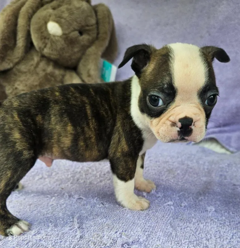 Joey – Boston Terrier puppy for sale in Oneida, NY