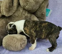 Joey, a female Boston Terrier for sale in Oneida, NY – Photo 3 of 3