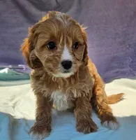 Robbie, a male Cavapoo for sale in Oneida, NY – 3 of 4