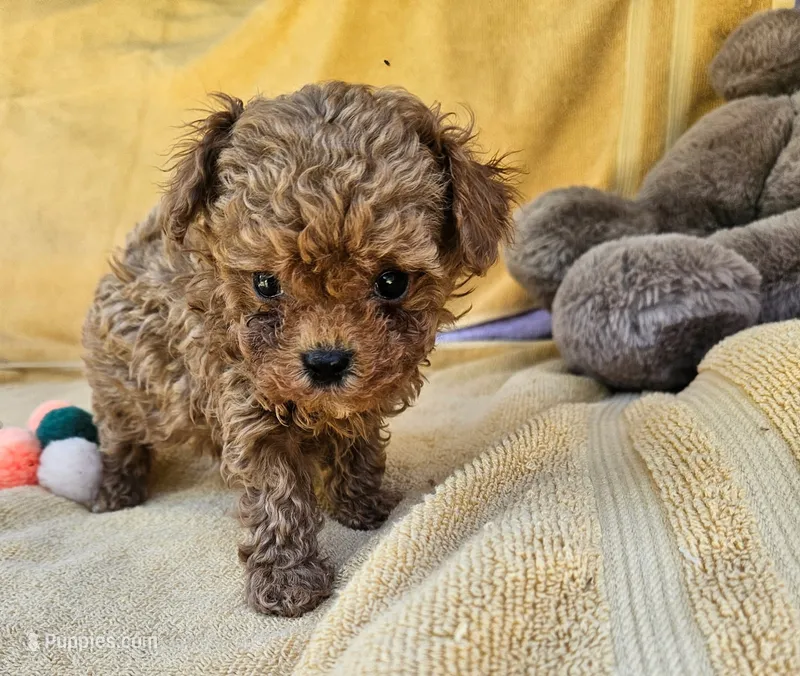 Blaze  – Maltipoo puppy for sale in Oneida, NY