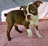Rory, a male Boston Terrier for sale in Oneida, NY – 4 of 4