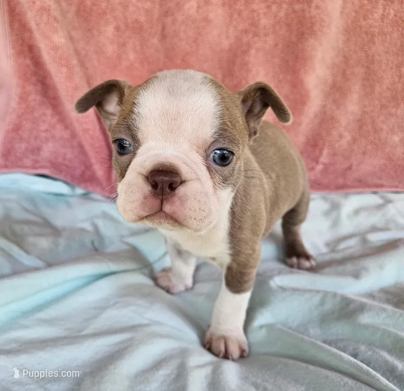 Dino – Boston Terrier puppy for sale in Oneida, NY