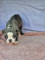 Dora, a female Boston Terrier for sale in Oneida, NY – 4 of 4