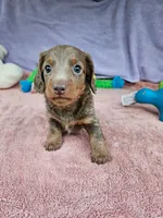Dotty, a female Miniature Dachshund for sale in Oneida, NY – 3 of 3