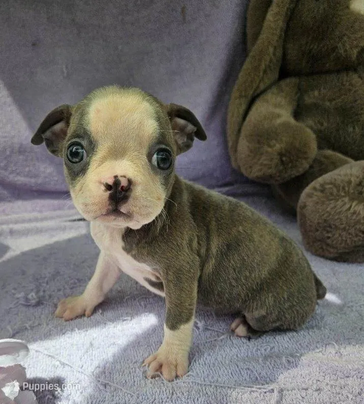 Lily  – Boston Terrier puppy for sale in Oneida, NY