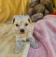 Maxy, a male Maltipoo for sale in Oneida, NY – 3 of 4