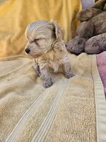 Mikey, a male Maltipoo for sale in Oneida, NY – 3 of 4