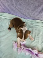 Hugs, a female Boston Terrier for sale in Oneida, NY – 3 of 3