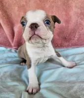 Dino, a male Boston Terrier for sale in Oneida, NY – 2 of 5