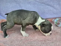 Dora, a female Boston Terrier for sale in Oneida, NY – 3 of 4