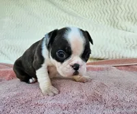 Daisy, a female Boston Terrier for sale in Oneida, NY – 2 of 4