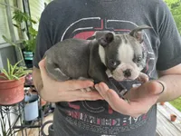 ZAG, a male Boston Terrier for sale in Oneida, NY – 3 of 5