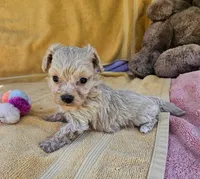 Maxy, a male Maltipoo for sale in Oneida, NY – 4 of 4