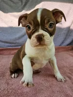 Roe , a male Boston Terrier for sale in Oneida, NY – 2 of 3