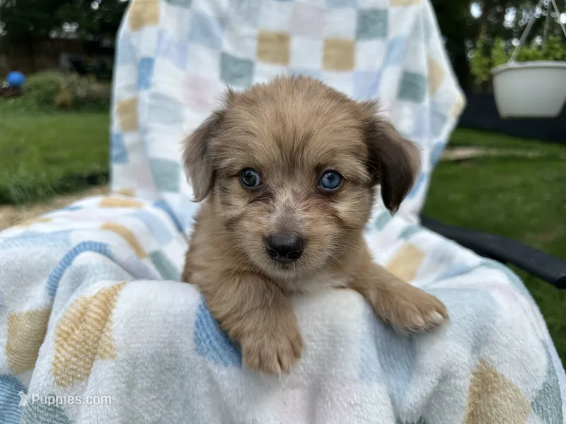 Grumpy – Miniature Dachshund puppy for sale in Richmond, VA