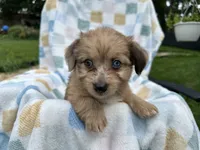 Grumpy, a male Miniature Dachshund for sale in Richmond, VA – 1 of 10