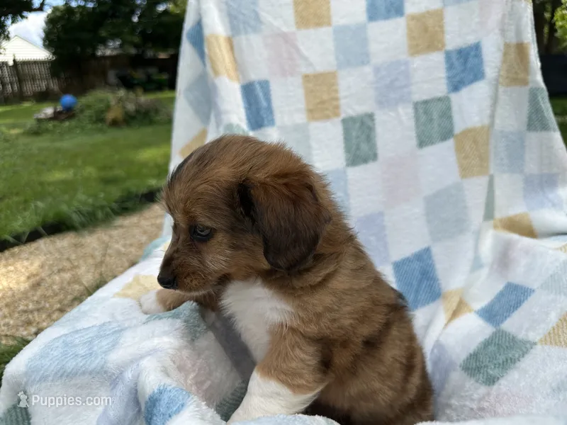 Badhful – Miniature Dachshund puppy for sale in Richmond, VA