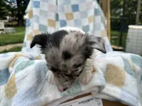 Doc, a female Miniature Dachshund for sale in Richmond, VA – 4 of 5