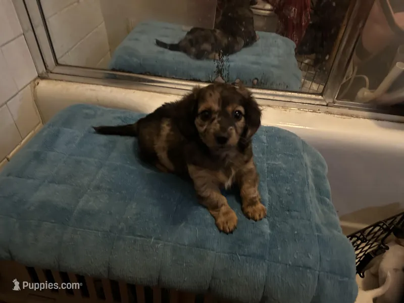 Gonza – Miniature Dachshund puppy for sale in Richmond, VA