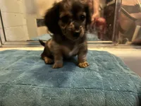 Gonza, a female Miniature Dachshund for sale in Richmond, VA – Photo 2 of 10