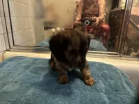 Gonza, a female Miniature Dachshund for sale in Richmond, VA – Photo 8 of 10