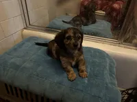 Gonza, a female Miniature Dachshund for sale in Richmond, VA – Photo 4 of 10