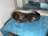 Gonza, a female Miniature Dachshund for sale in Richmond, VA – Photo 9 of 10