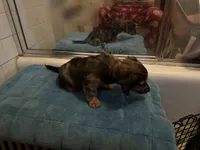 Gonza, a female Miniature Dachshund for sale in Richmond, VA – Photo 6 of 10