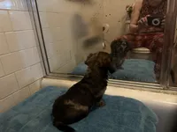 Gonza, a female Miniature Dachshund for sale in Richmond, VA – Photo 7 of 10