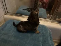 Gonza, a female Miniature Dachshund for sale in Richmond, VA – Photo 5 of 10