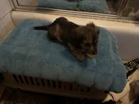 Gonza, a female Miniature Dachshund for sale in Richmond, VA – Photo 3 of 10