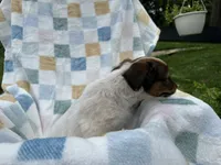 Sleepy, a male Miniature Dachshund for sale in Richmond, VA – 5 of 9