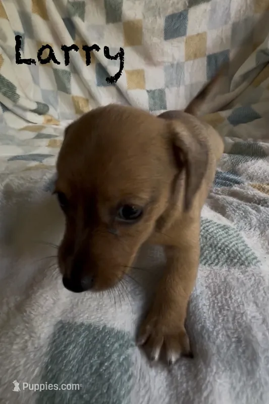 Moe CKC Miniature Dachshund  – Miniature Dachshund puppy for sale in Richmond, VA