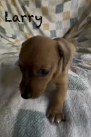 Moe CKC Miniature Dachshund , a male Miniature Dachshund for sale in Richmond, VA – 1 of 7