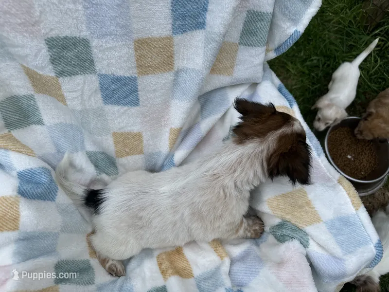 Sleepy – Miniature Dachshund puppy for sale in Richmond, VA