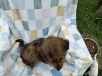 Badhful, a male Miniature Dachshund for sale in Richmond, VA – 7 of 7
