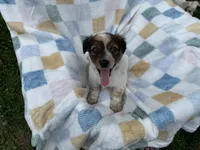 Sleepy, a male Miniature Dachshund for sale in Richmond, VA – 6 of 9