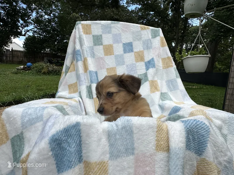 Sneezy – Miniature Dachshund puppy for sale in Richmond, VA