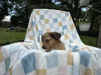 Sneezy, a male Miniature Dachshund for sale in Richmond, VA – 1 of 7