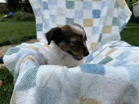 Sleepy, a male Miniature Dachshund for sale in Richmond, VA – 4 of 9