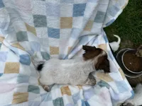 Sleepy, a male Miniature Dachshund for sale in Richmond, VA – 7 of 9