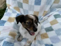 Sleepy, a male Miniature Dachshund for sale in Richmond, VA – 8 of 9