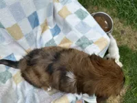 Badhful, a male Miniature Dachshund for sale in Richmond, VA – 6 of 7