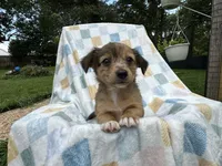 Sneezy, a male Miniature Dachshund for sale in Richmond, VA – 4 of 7