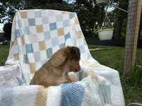 Sneezy, a male Miniature Dachshund for sale in Richmond, VA – 3 of 7
